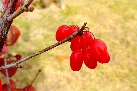 Cornelian cherries