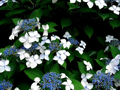 Hydrangea photo