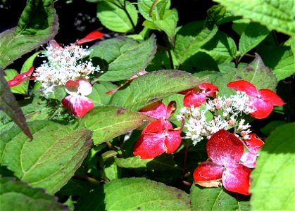 Hydrangea serrata 'Beni' in second stage bloom from white to red.