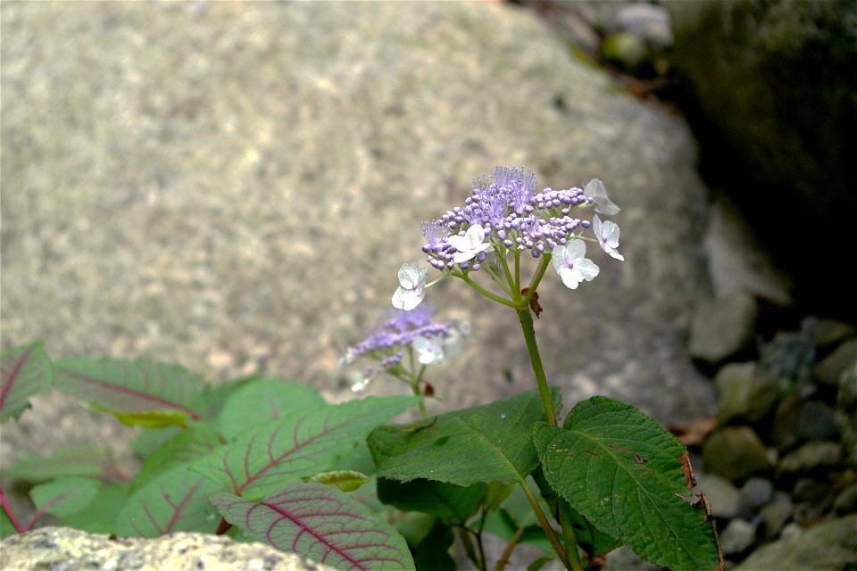H. macrophylla subsp. serrata (Agi, Nakatsugawa City, Gifu Pref., Japan)