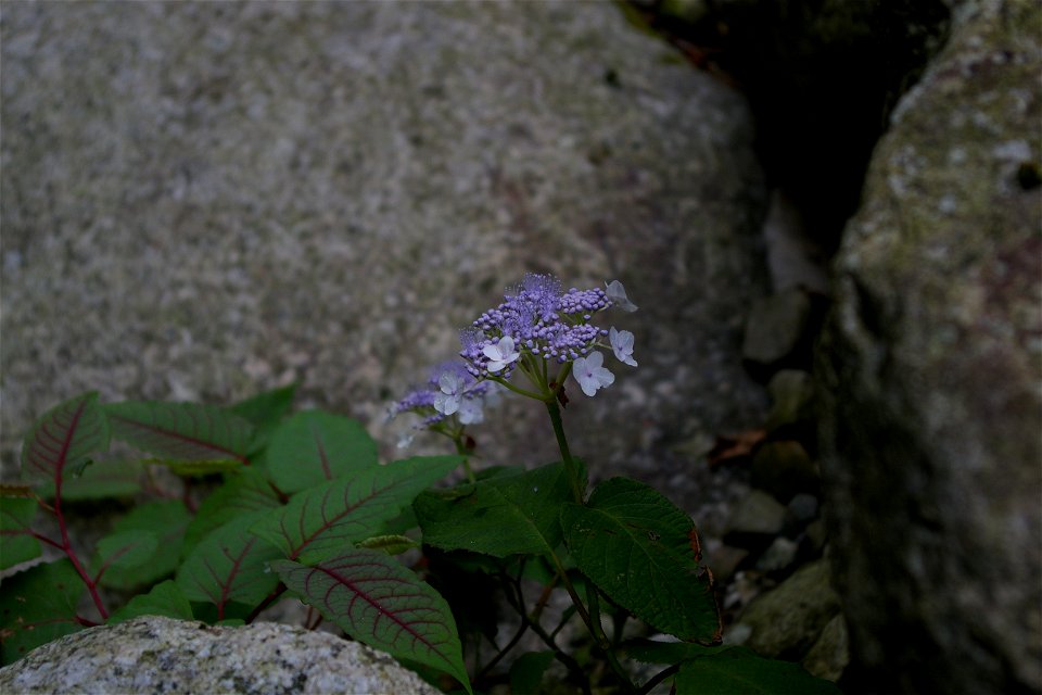 H. macrophylla subsp. serrata (Agi, Nakatsugawa City, Gifu Pref., Japan)