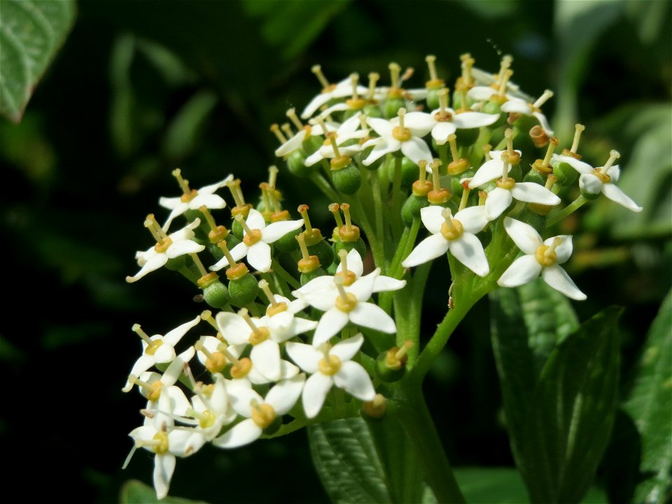 Tatarischer Hartriegel (Cornus alba) bei Hockenheim