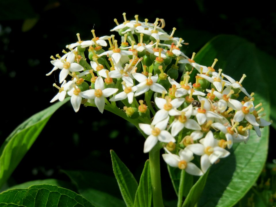 Tatarischer Hartriegel (Cornus alba) bei Hockenheim