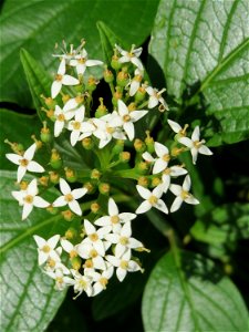 Tatarischer Hartriegel (Cornus alba) bei Hockenheim