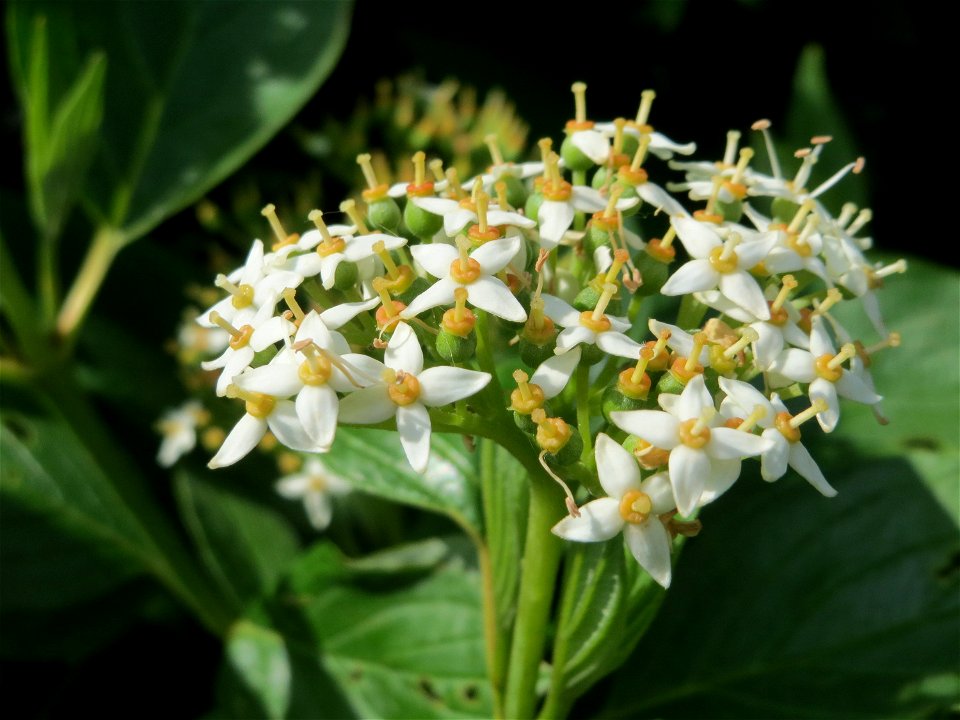 Tatarischer Hartriegel (Cornus alba) bei Hockenheim