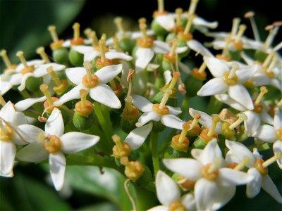 Tatarischer Hartriegel (Cornus alba) bei Hockenheim