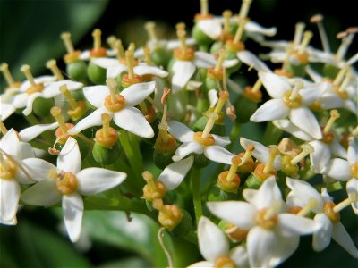 Tatarischer Hartriegel (Cornus alba) bei Hockenheim photo