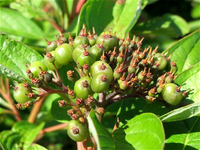 Tatarischer Hartriegel (Cornus alba) in Hockenheim
