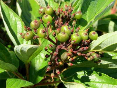 Tatarischer Hartriegel (Cornus alba) in Hockenheim