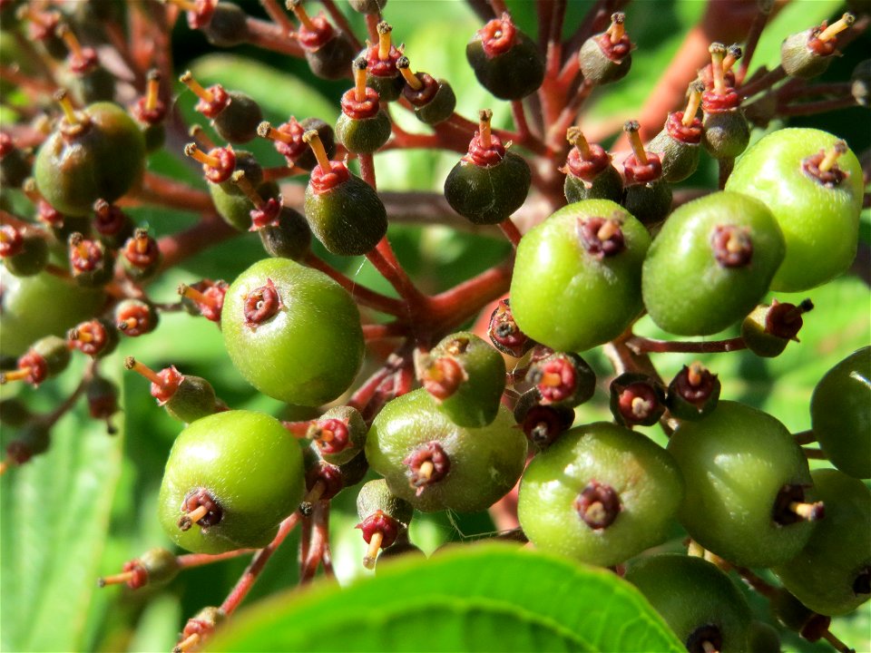 Tatarischer Hartriegel (Cornus alba) in Hockenheim
