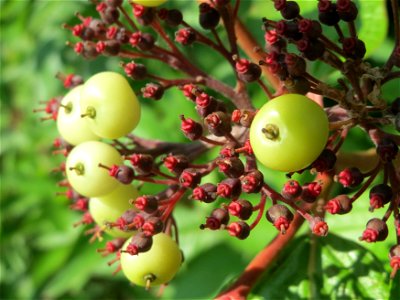 Tatarischer Hartriegel (Cornus alba) in Hockenheim