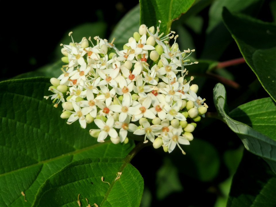 Tatarischer Hartriegel (Cornus alba) am Schalkenmehrener Maar