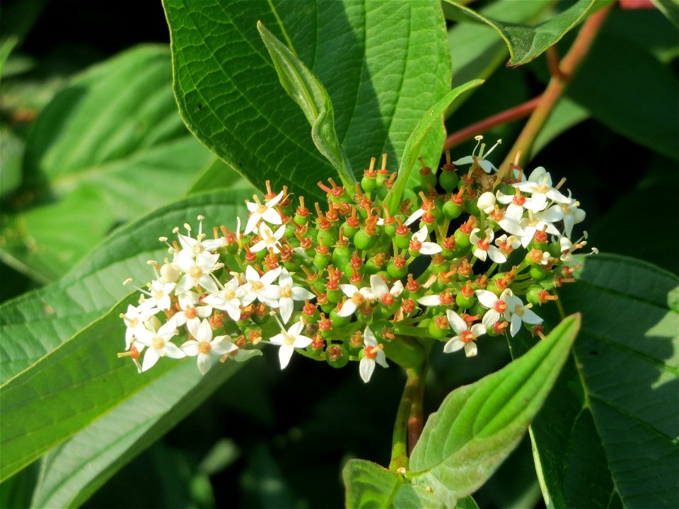 Tatarischer Hartriegel (Cornus alba) am Schalkenmehrener Maar