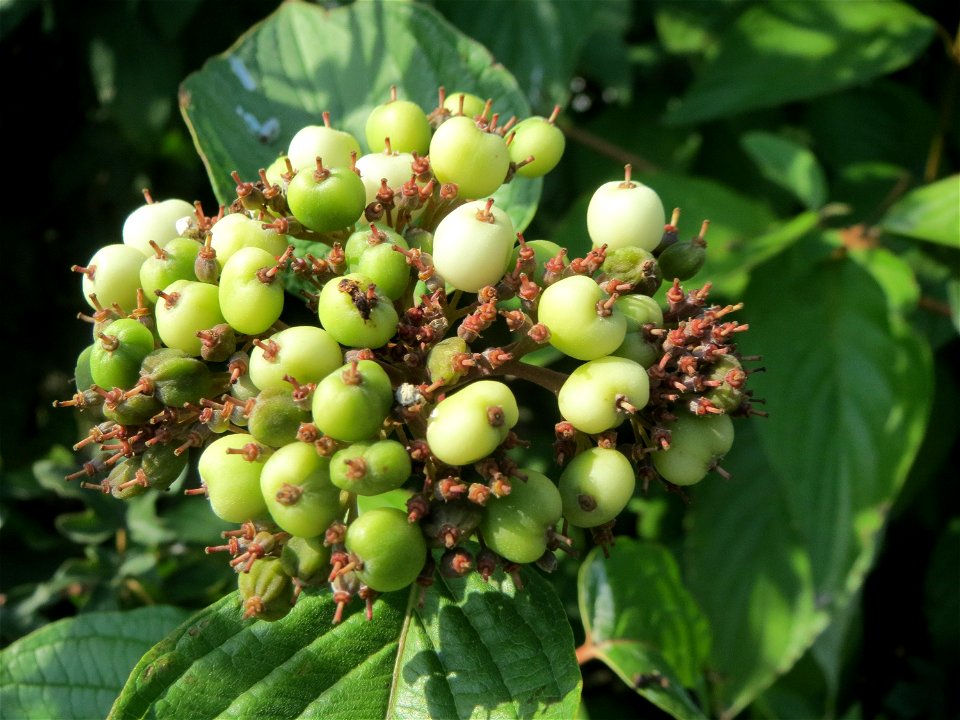 Tatarischer Hartriegel (Cornus alba) in Hockenheim