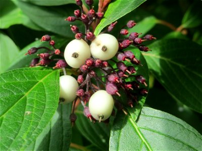 Tatarischer Hartriegel (Cornus alba) am Schalkenmehrener Maar