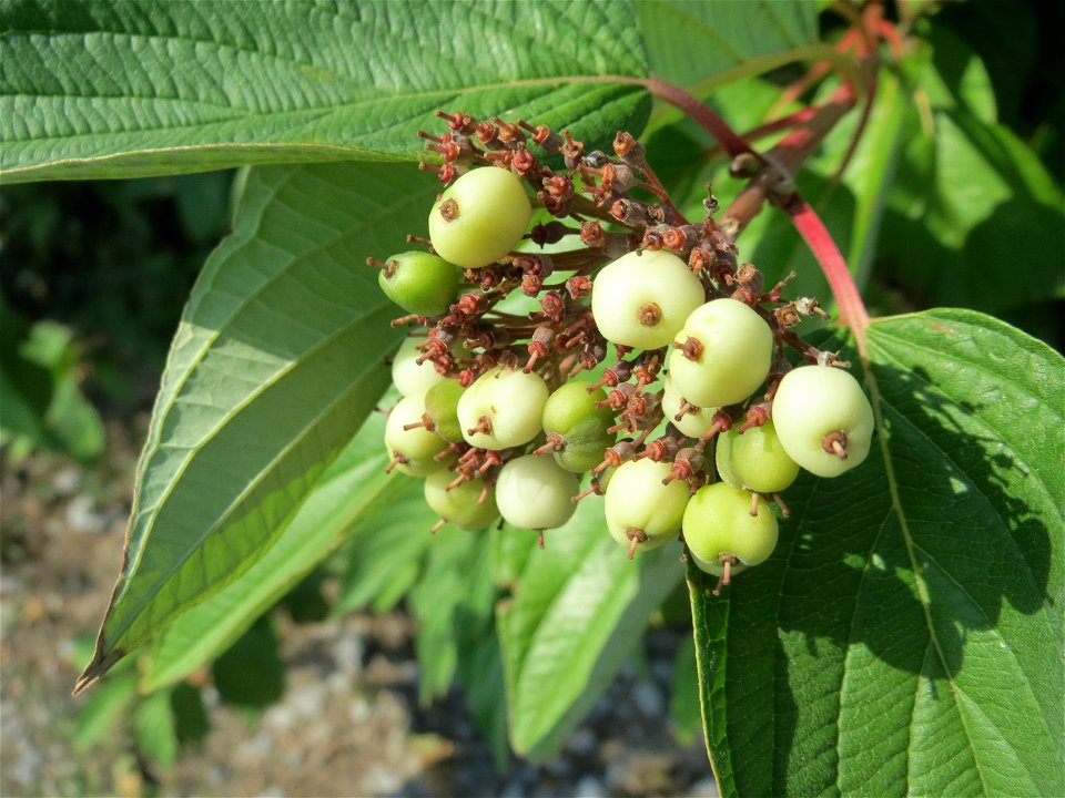 Tatarischer Hartriegel (Cornus alba) in Hockenheim
