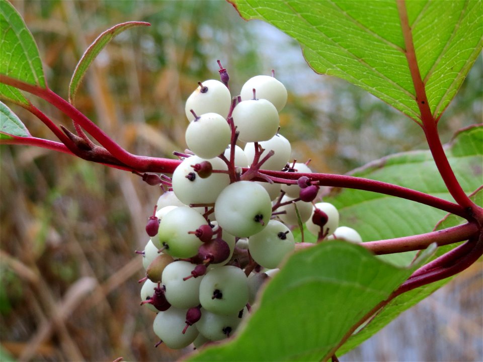 Tatarischer Hartriegel (Cornus alba) am Schalkenmehrener Maar