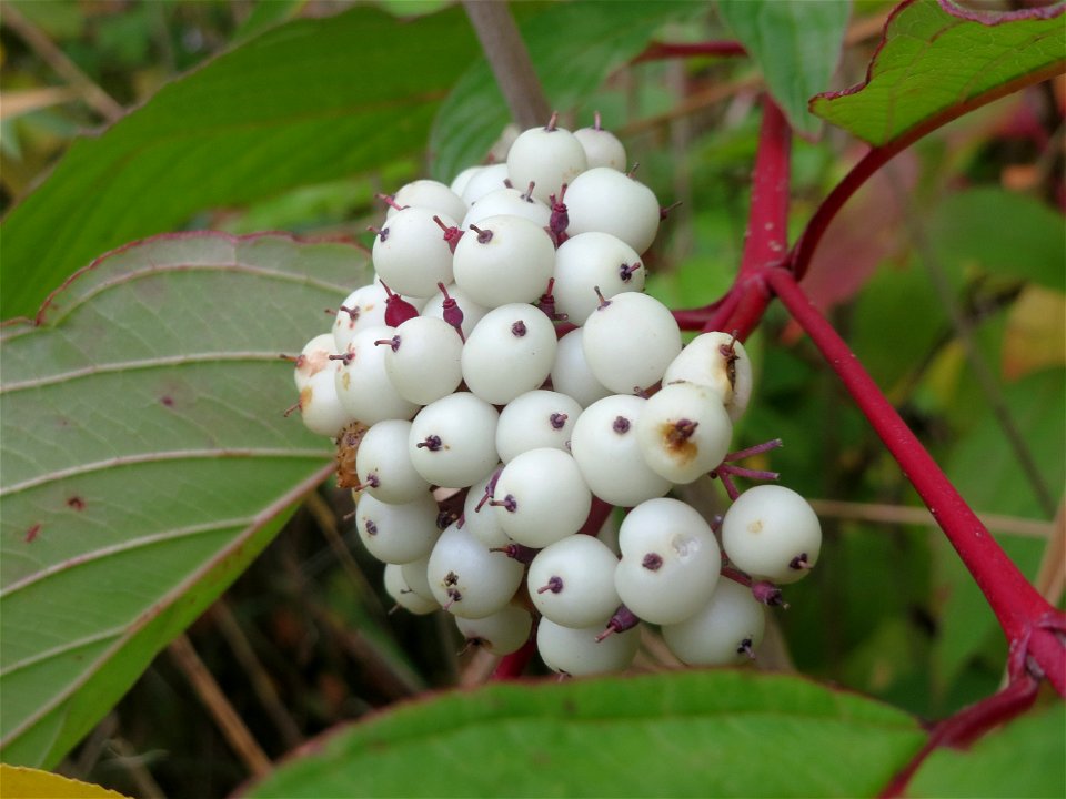 Tatarischer Hartriegel (Cornus alba) am Schalkenmehrener Maar