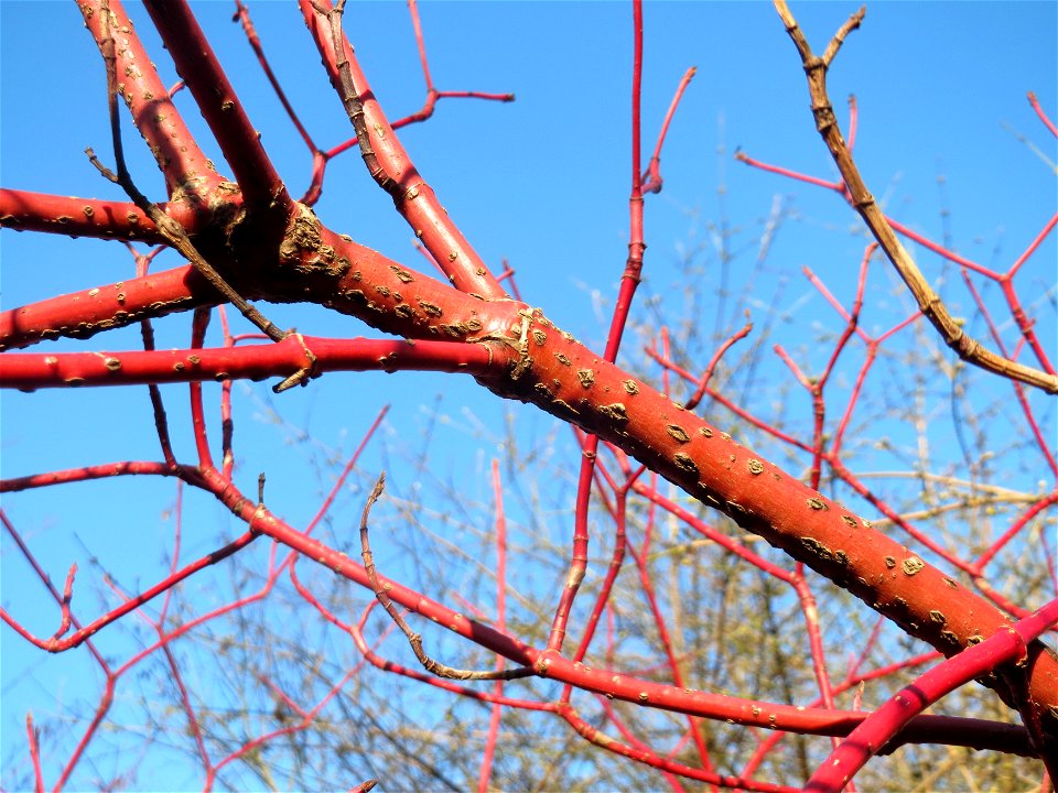 Tatarischer Hartriegel (Cornus alba) im Ebertpark Hockenheim