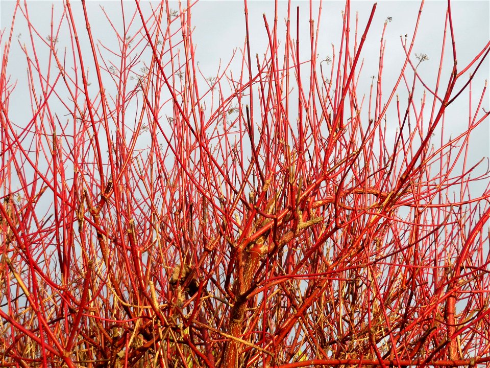 Tatarischer Hartriegel (Cornus alba) in Hockenheim