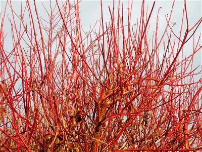 Tatarischer Hartriegel (Cornus alba) in Hockenheim