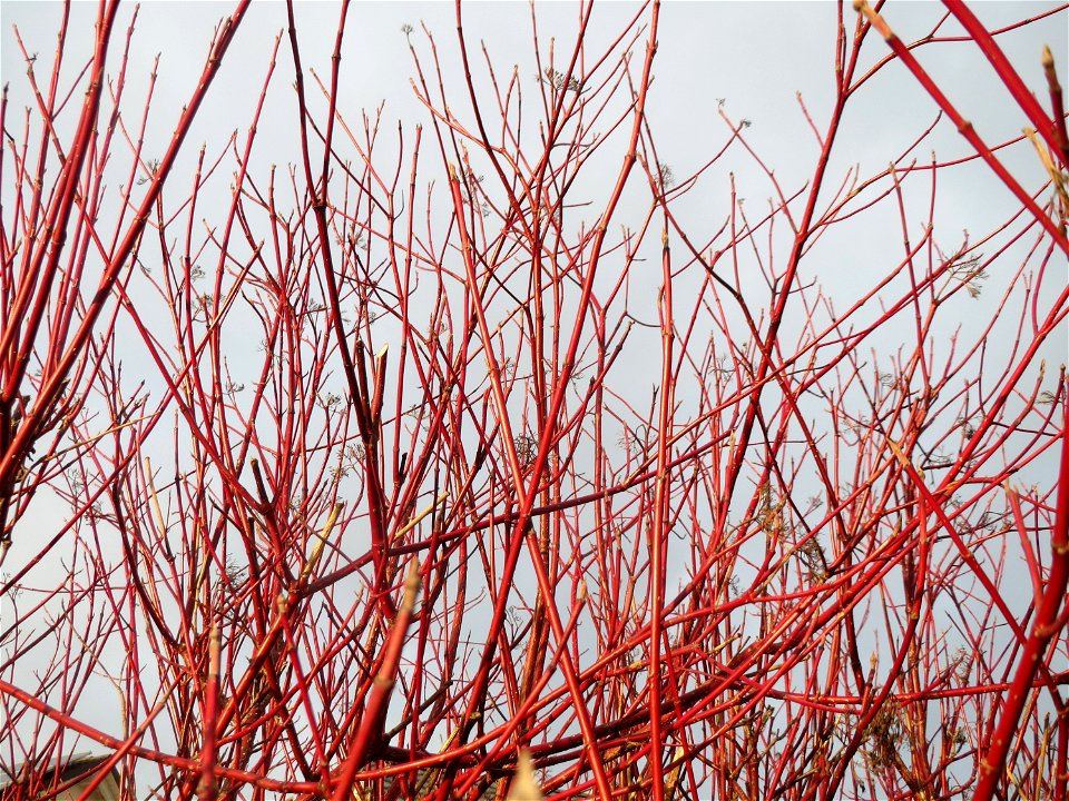 Tatarischer Hartriegel (Cornus alba) in Hockenheim
