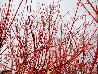 Tatarischer Hartriegel (Cornus alba) in Hockenheim