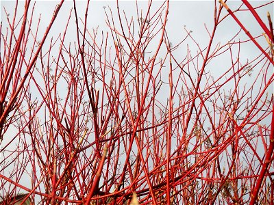 Tatarischer Hartriegel (Cornus alba) in Hockenheim photo