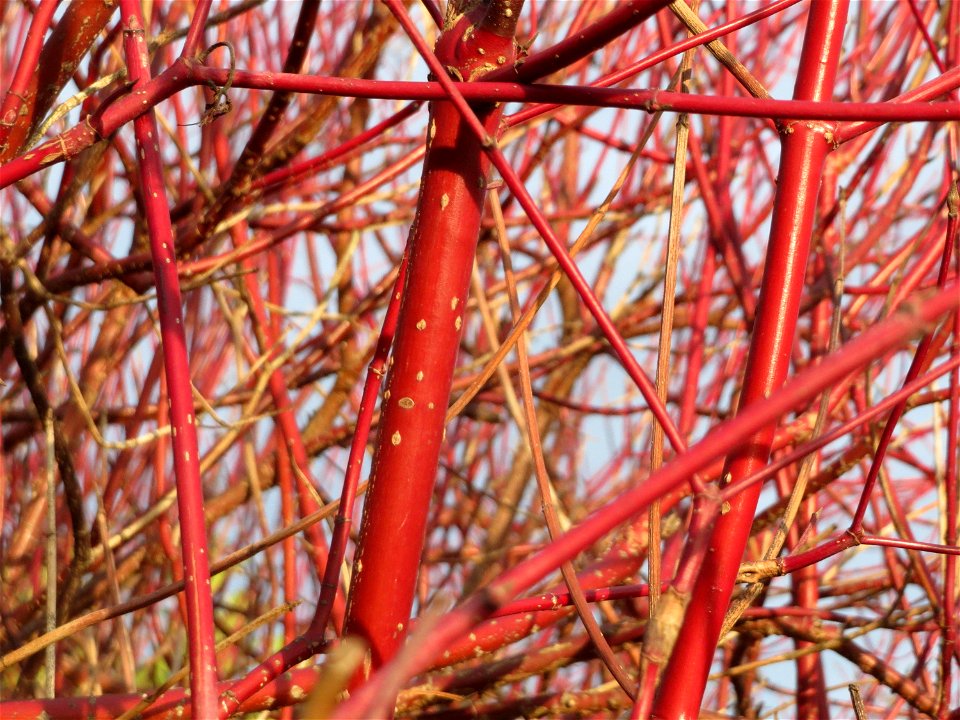 Tatarischer Hartriegel (Cornus alba) in Hockenheim