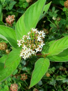 Tatarischer Hartriegel (Cornus alba) - invasiv im Naturschutzgebiet „St. Arnualer Wiesen“