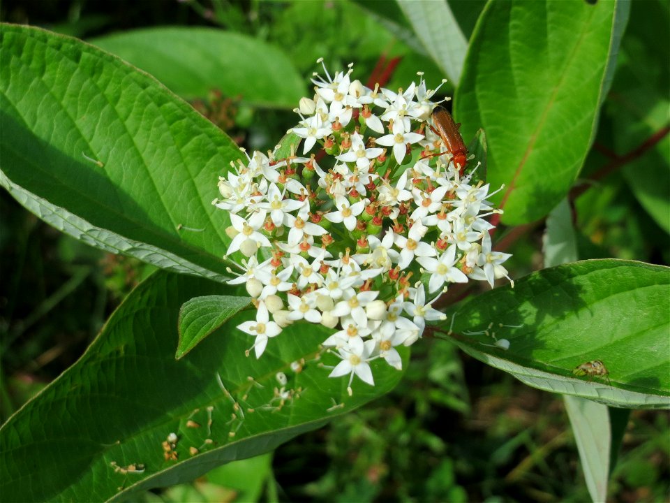 Tatarischer Hartriegel (Cornus alba) - invasiv im Naturschutzgebiet „St. Arnualer Wiesen“