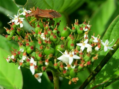 Tatarischer Hartriegel (Cornus alba) - invasiv im Naturschutzgebiet „St. Arnualer Wiesen“