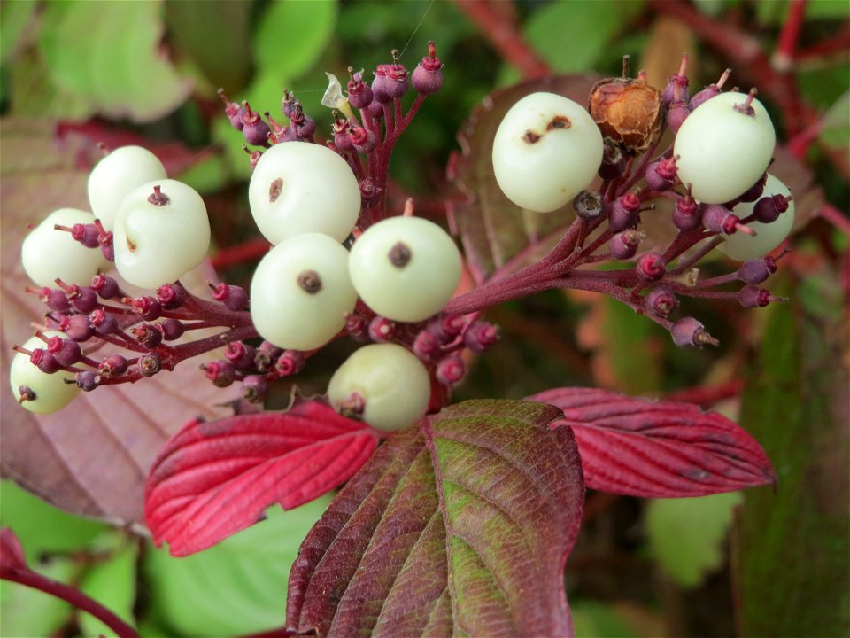 Tatarischer Hartriegel (Cornus alba) bei Hockenheim - Ursprung: Nördliches Asien