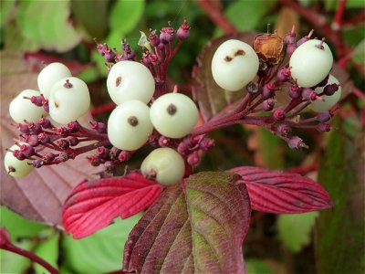 Tatarischer Hartriegel (Cornus alba) bei Hockenheim - Ursprung: Nördliches Asien photo