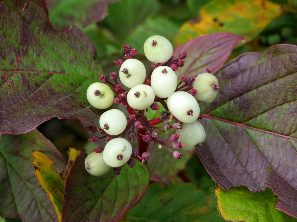 Tatarischer Hartriegel (Cornus alba) bei Hockenheim - Ursprung: Nördliches Asien