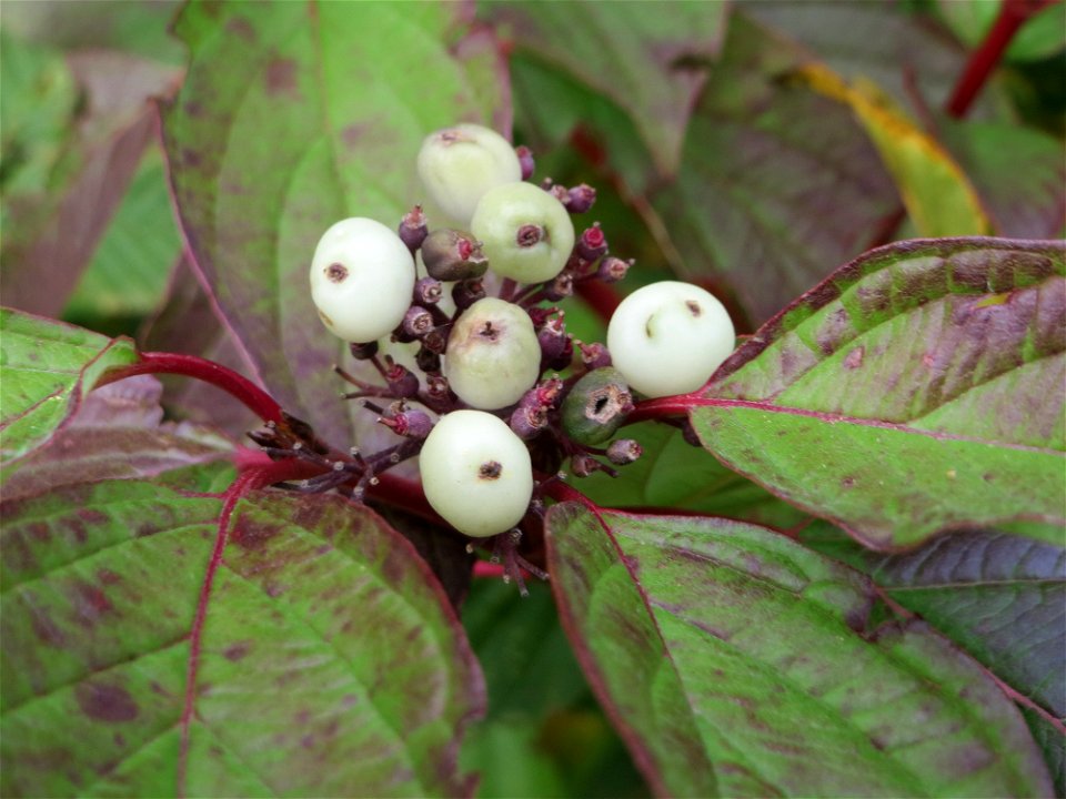 Tatarischer Hartriegel (Cornus alba) bei Hockenheim - Ursprung: Nördliches Asien