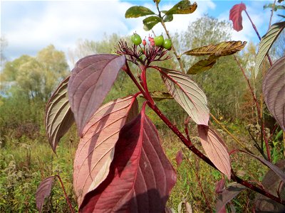 Tatarischer Hartriegel (Cornus alba) im Naturschutzgebiet „St. Arnualer Wiesen“ - eingeschleppt aus Asien
