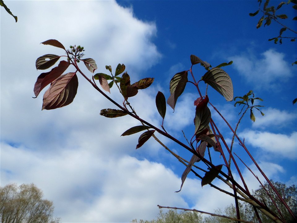 Tatarischer Hartriegel (Cornus alba) im Naturschutzgebiet „St. Arnualer Wiesen“ - eingeschleppt aus Asien