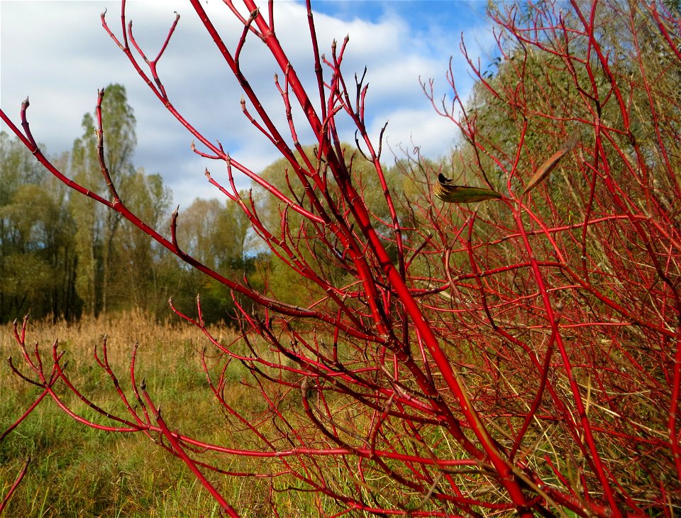 Tatarischer Hartriegel (Cornus alba) im Naturschutzgebiet „St. Arnualer Wiesen“ - eingeschleppt aus Asien