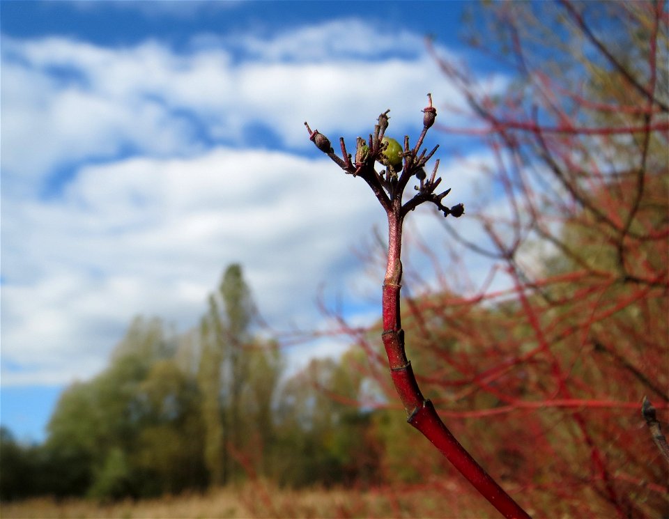 Tatarischer Hartriegel (Cornus alba) im Naturschutzgebiet „St. Arnualer Wiesen“ - eingeschleppt aus Asien