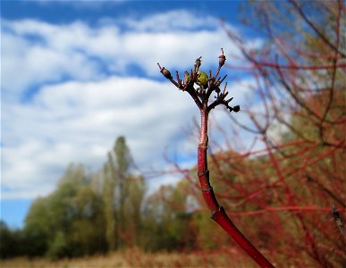 Tatarischer Hartriegel (Cornus alba) im Naturschutzgebiet „St. Arnualer Wiesen“ - eingeschleppt aus Asien