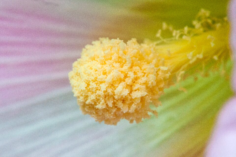 Close up garden stamen photo