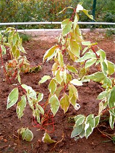 Cornus alba 'Elegantissima' - REDTWIG DOGWOOD, young plant photo