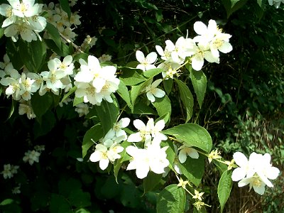 Philadelphus coronarius in Northeim / Germany