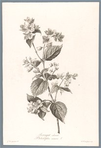 IdentificatieTitel(s): BoerenjasmijnSeringat odorant / Philadelphus coronarius L. (titel op object)Fleurs dessinées d'après nature (...) (serietitel)Objecttype: prent ornamentprent Objectnummer: RP-P-