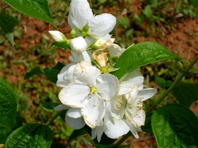 Philadelphus coronarius close up, Dehesa Boyal de Puertollano, Spain