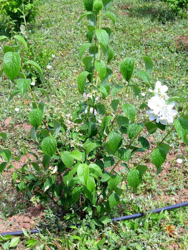 Philadelphus coronarius habit, Dehesa Boyal de Puertollano, Spain