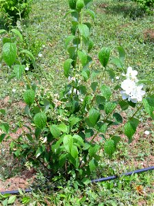 Philadelphus coronarius habit, Dehesa Boyal de Puertollano, Spain