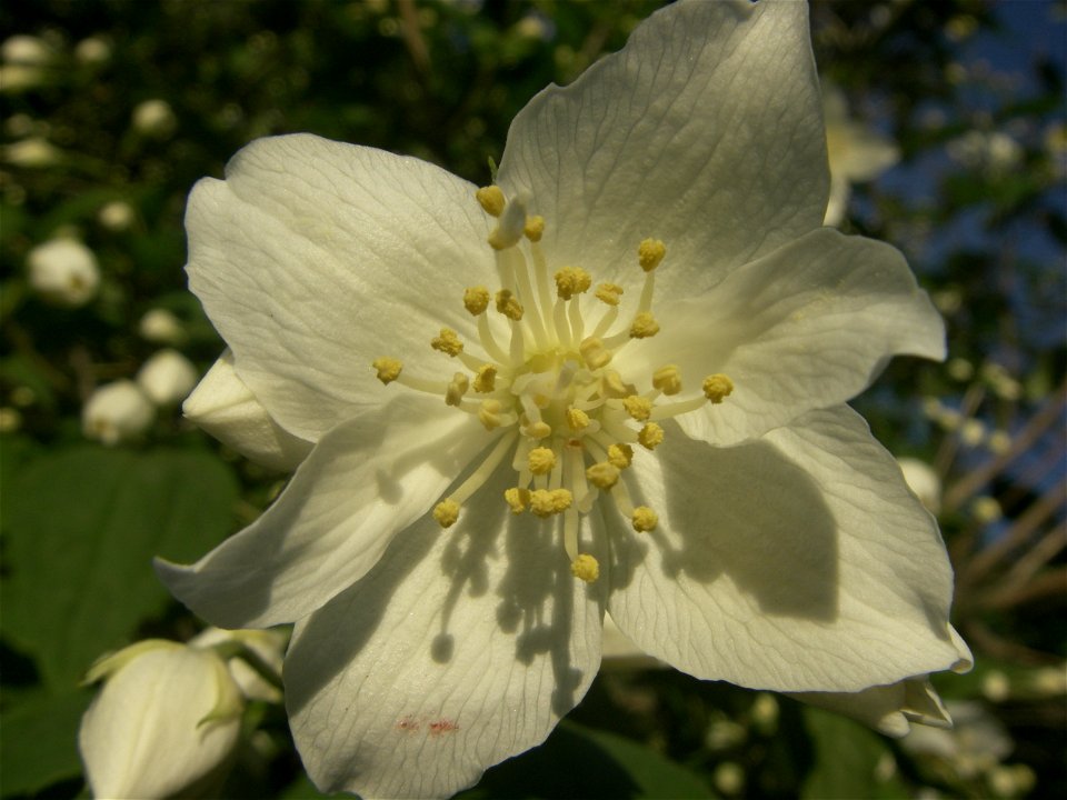Цветок. Чубушник венечный (Philadelphus coronarius). (Таврический сад, Санкт-Петербург)