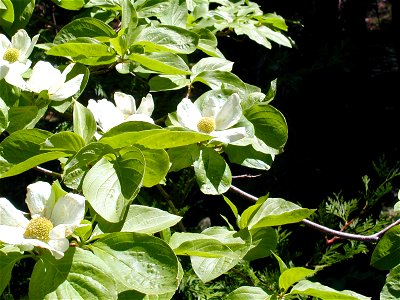 Dogwoods in bloom - early Spring. Dogwoods in bloom-early Spring, Yosemite West, CA.